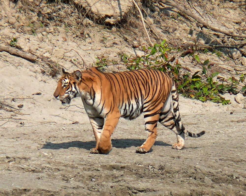 Bardia National Park – 4 Days